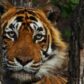 T24 Ustad Dies In Captivity  Nation Mourns
